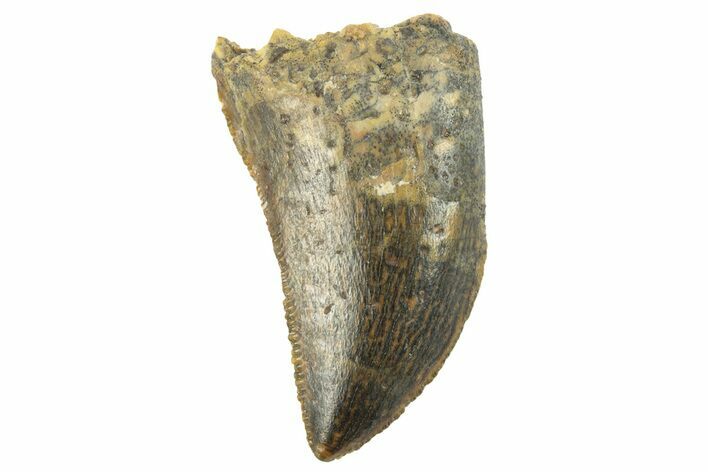 Serrated, Juvenile Carcharodontosaurus Tooth #249425